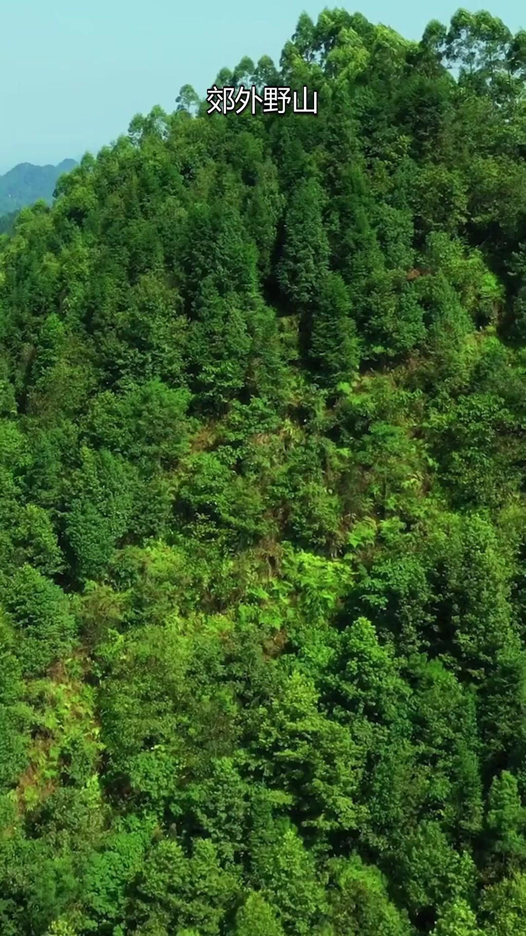 攀纏