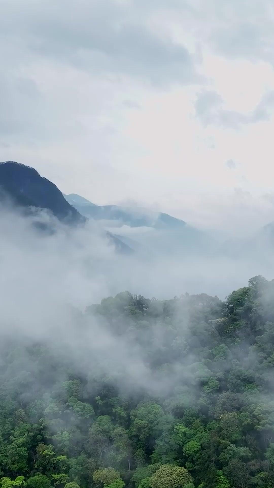 本觀主五歲，專治不服