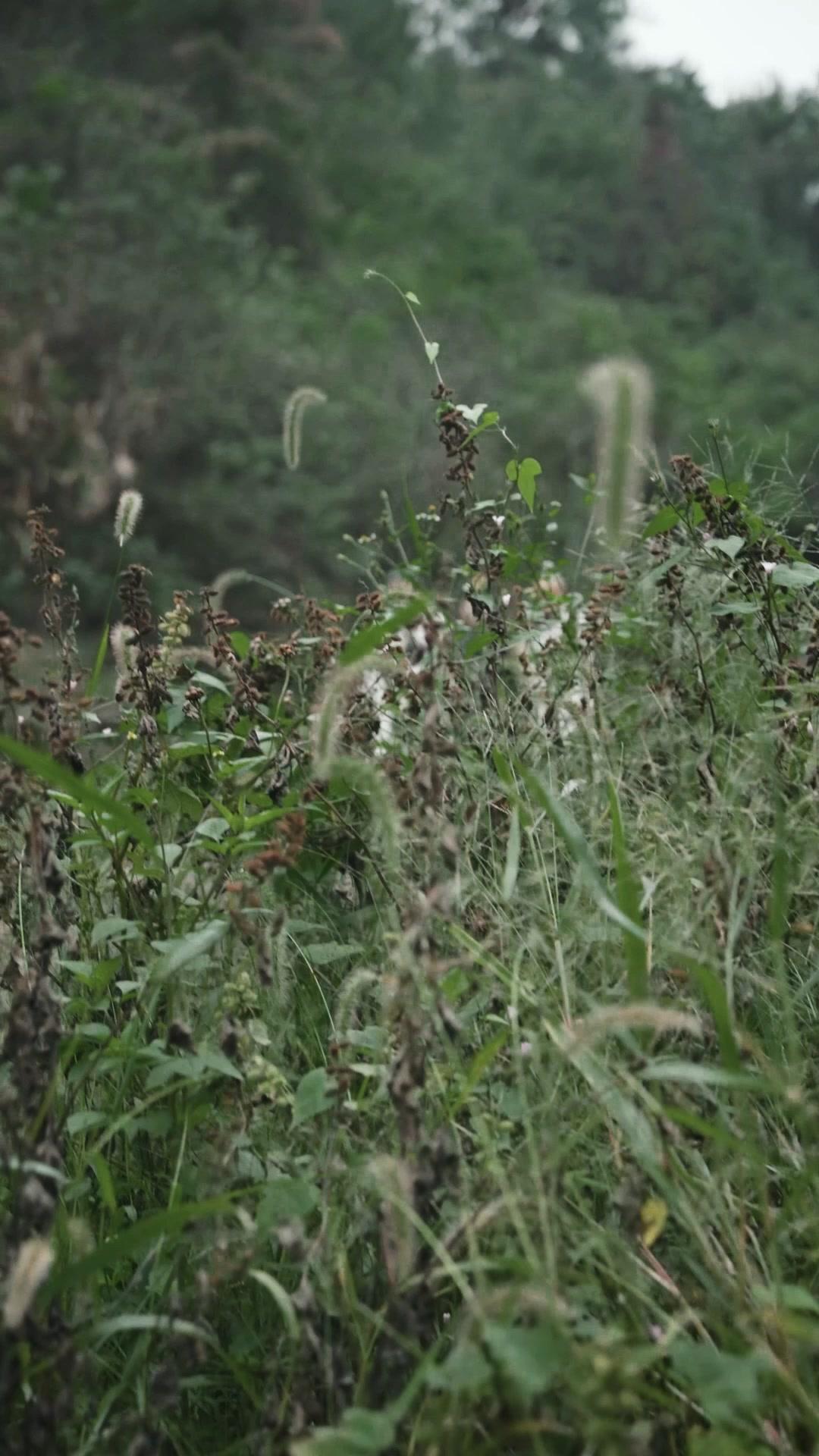 Zincir Kıran