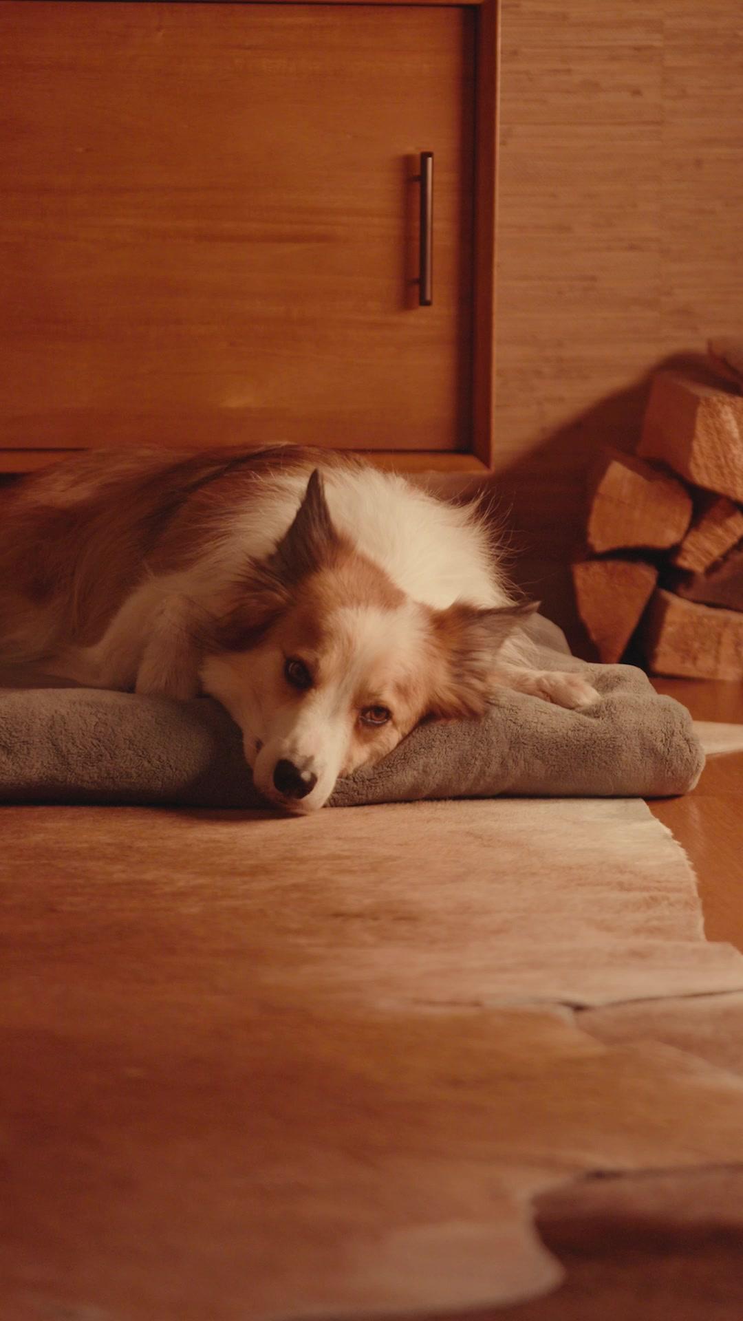 Raja Cef: Cinta & Dendam