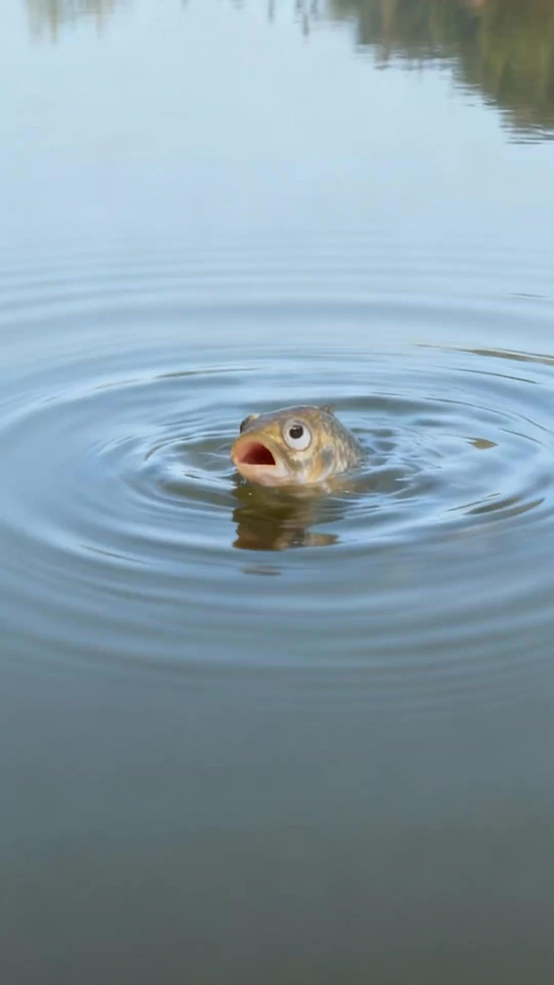 POISSON VENGEUR FRUSTRE LES PÊCHEURS