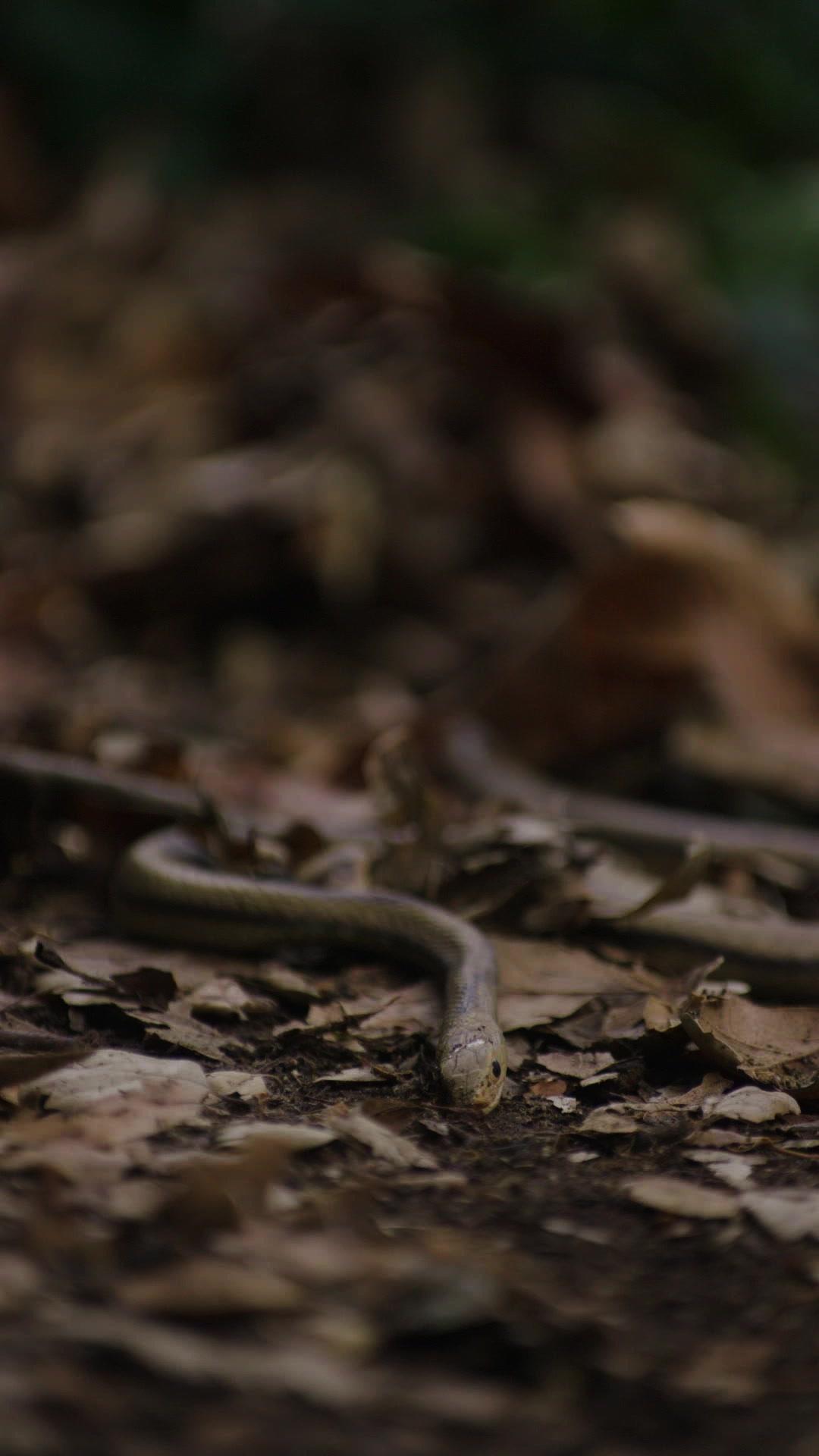 Python Attack! Run!