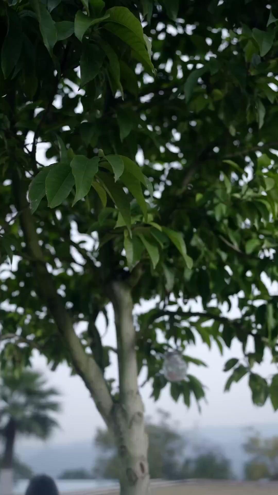 母愛之名