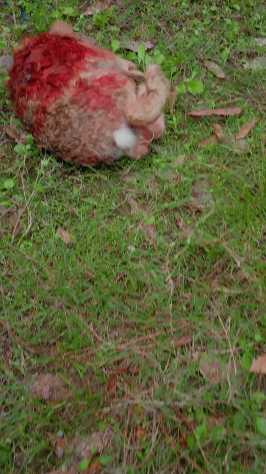 Pequeño demonio, gran protector