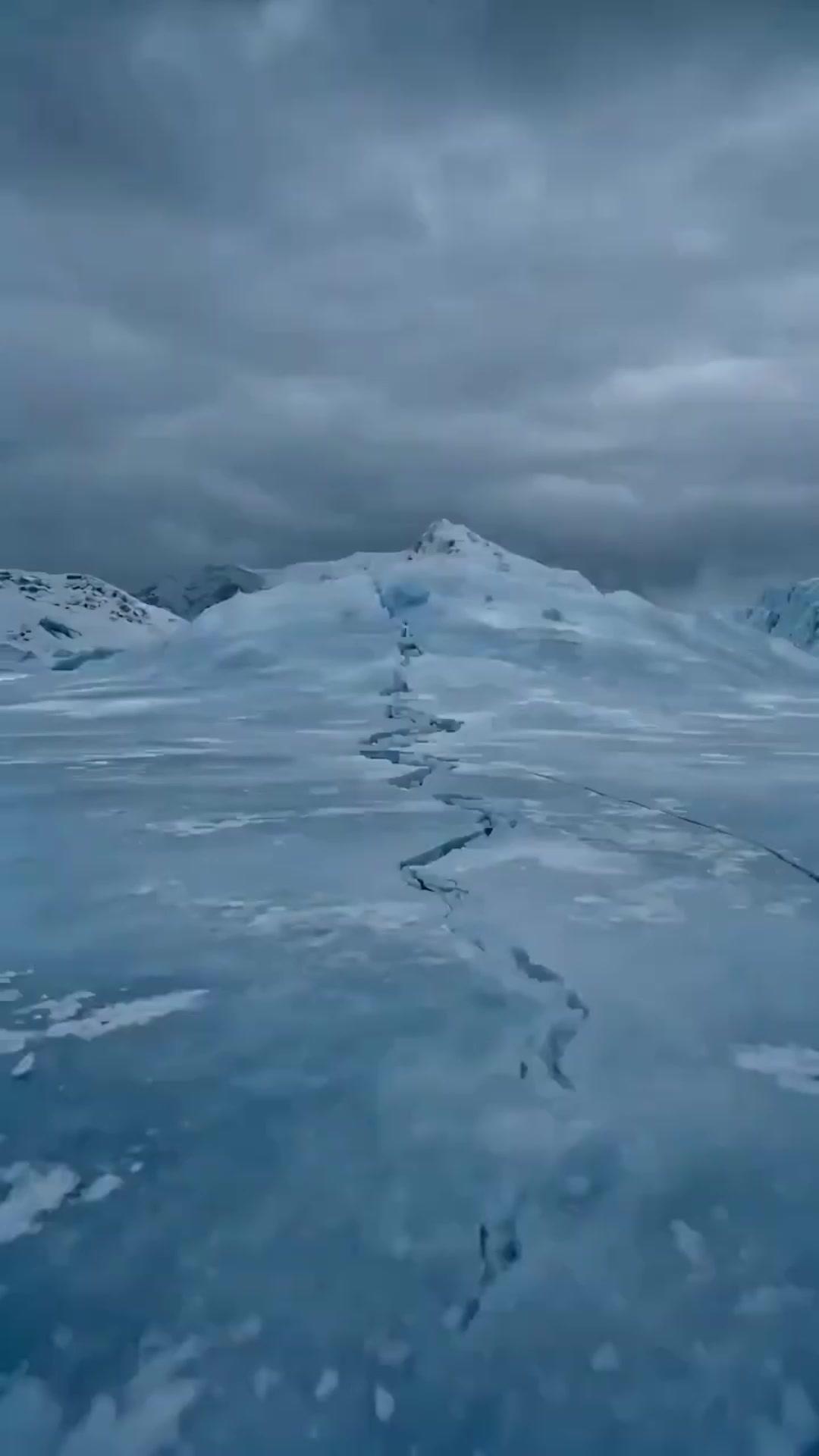LE VER DE GLACE