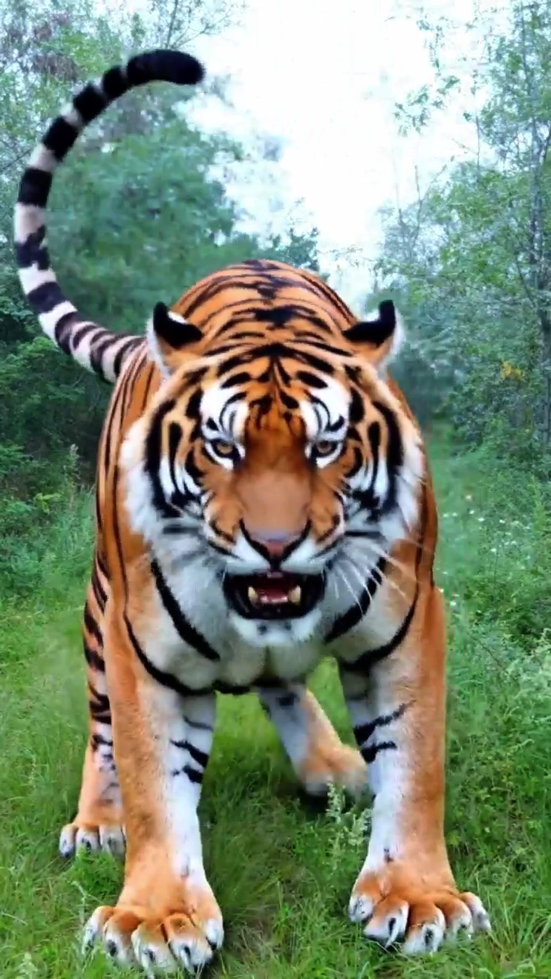 Dağ Çiçekleri