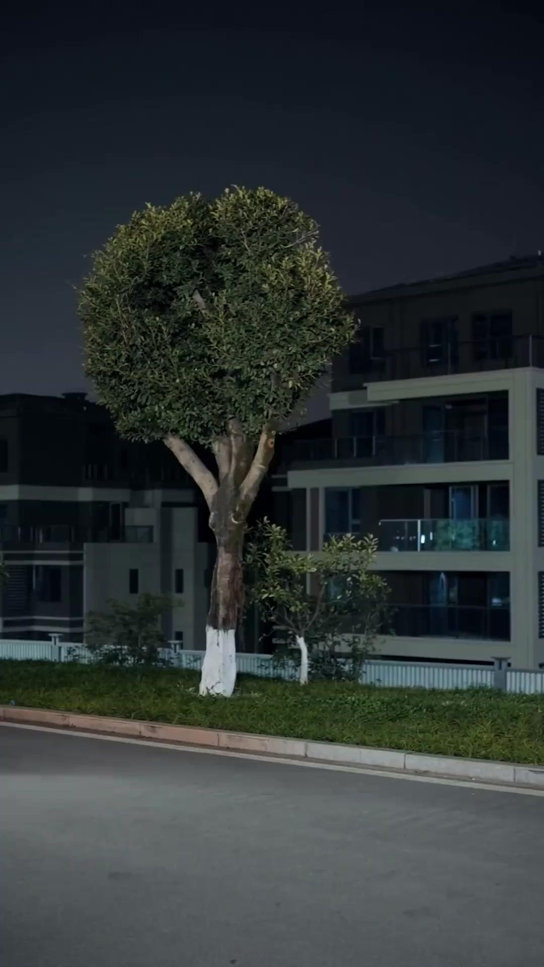 Das verlorene Gesicht