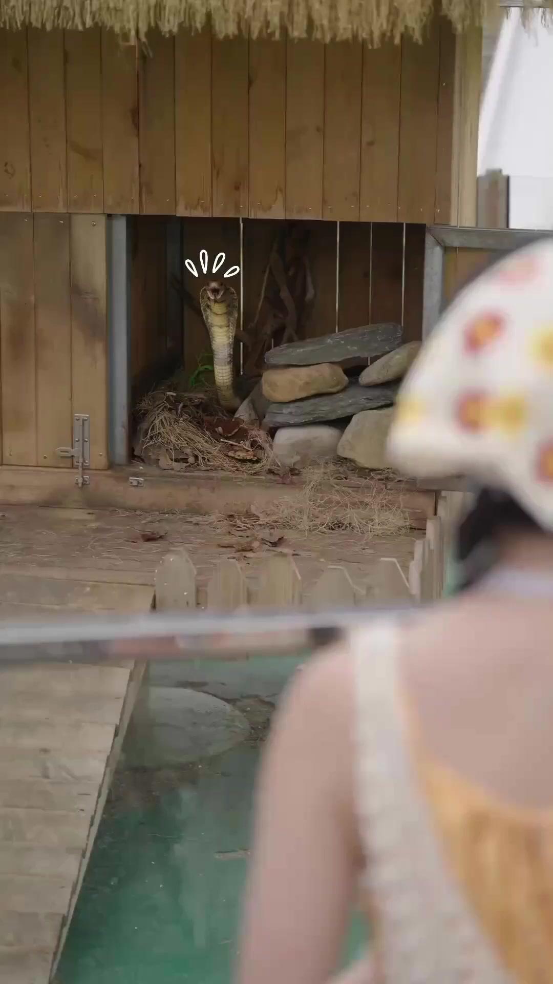 동물들과의 비밀 작전