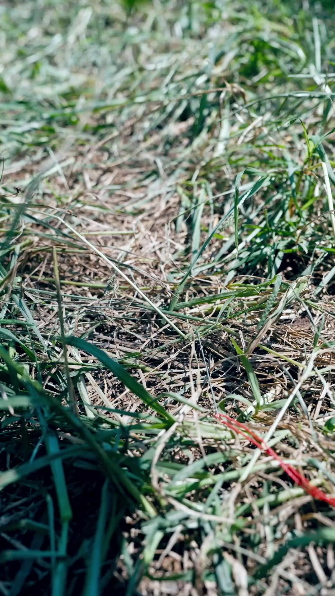 ¡Con sangre cumplan la misión!