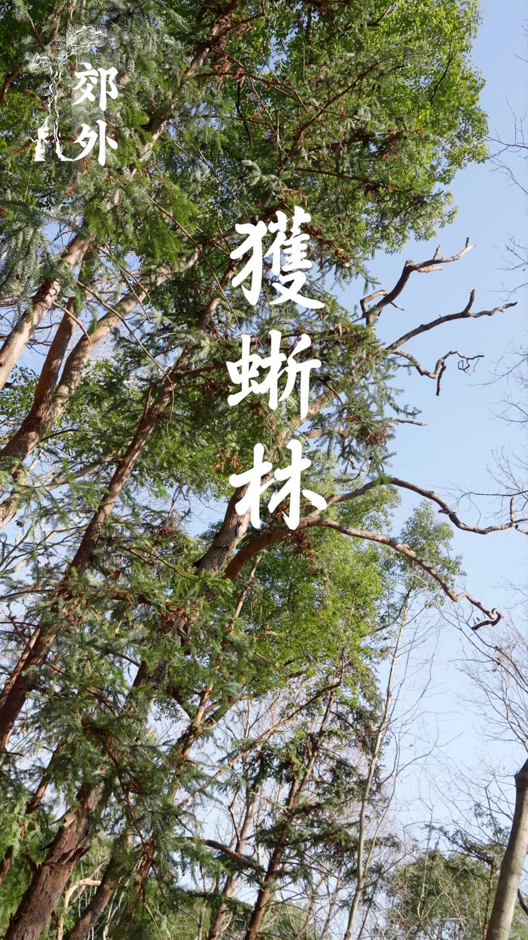 追放された最強若様の軍略戦記