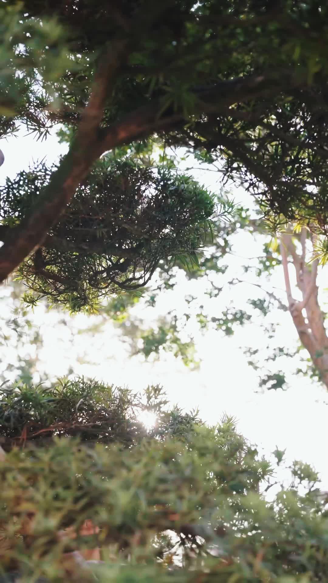 Il Destino Rubato