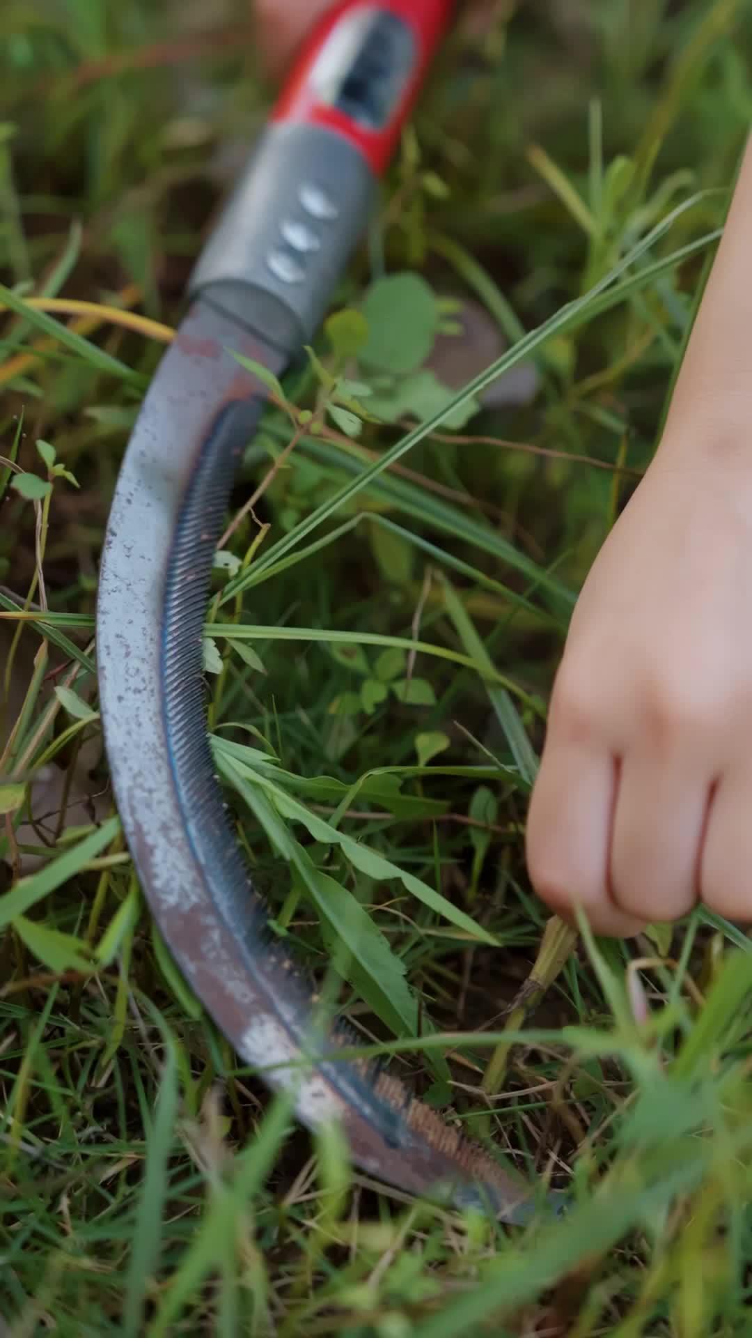 舊夢已遠，擁抱繁花