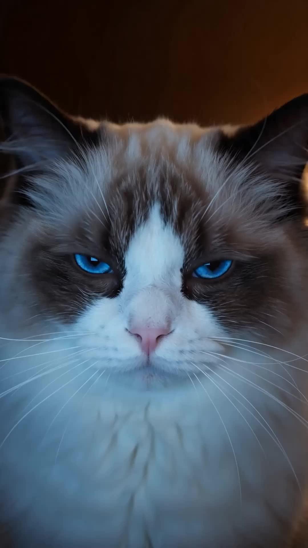 Help! My Cat Is a CEO