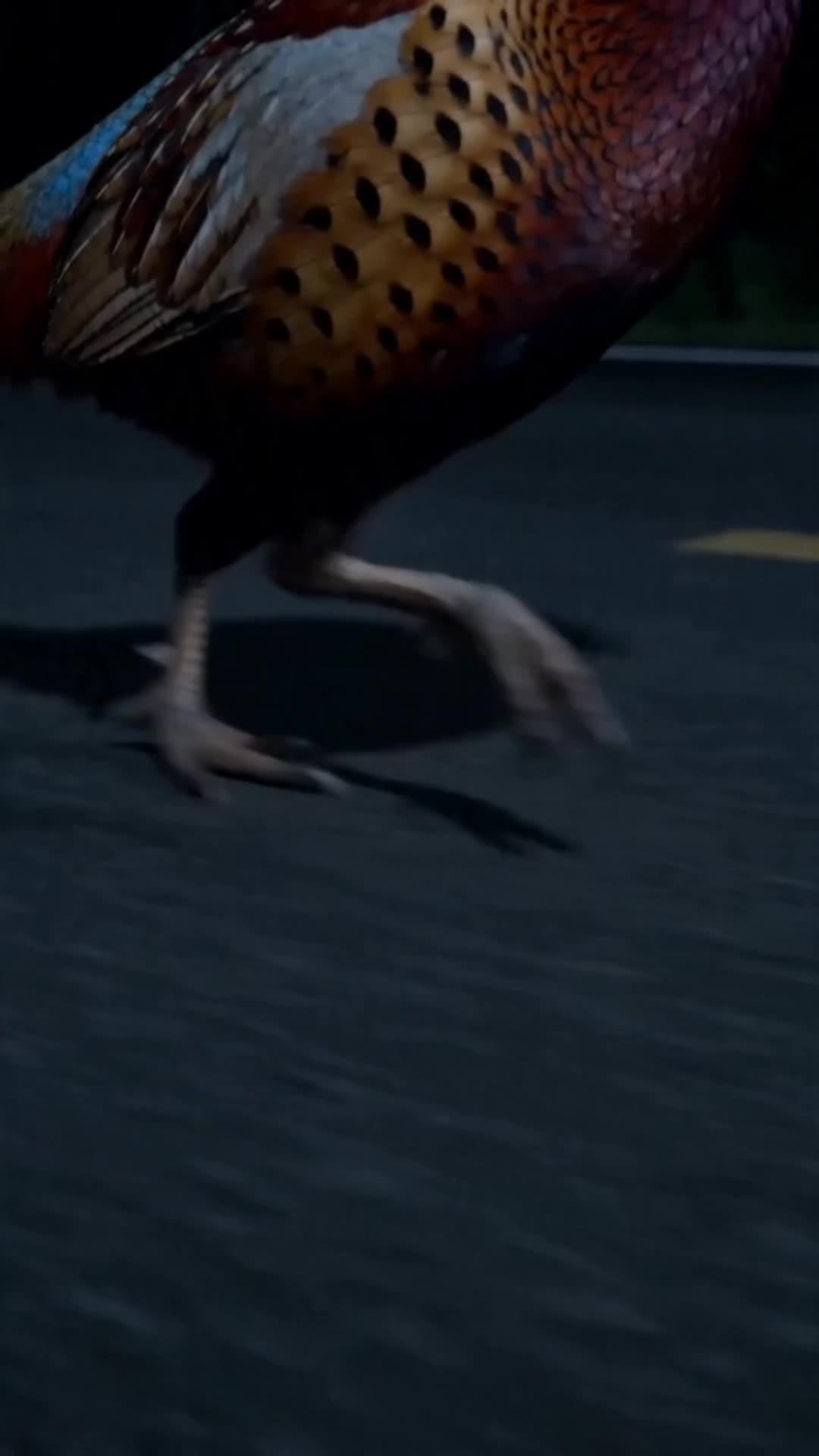 Amarah Si Induk Ayam