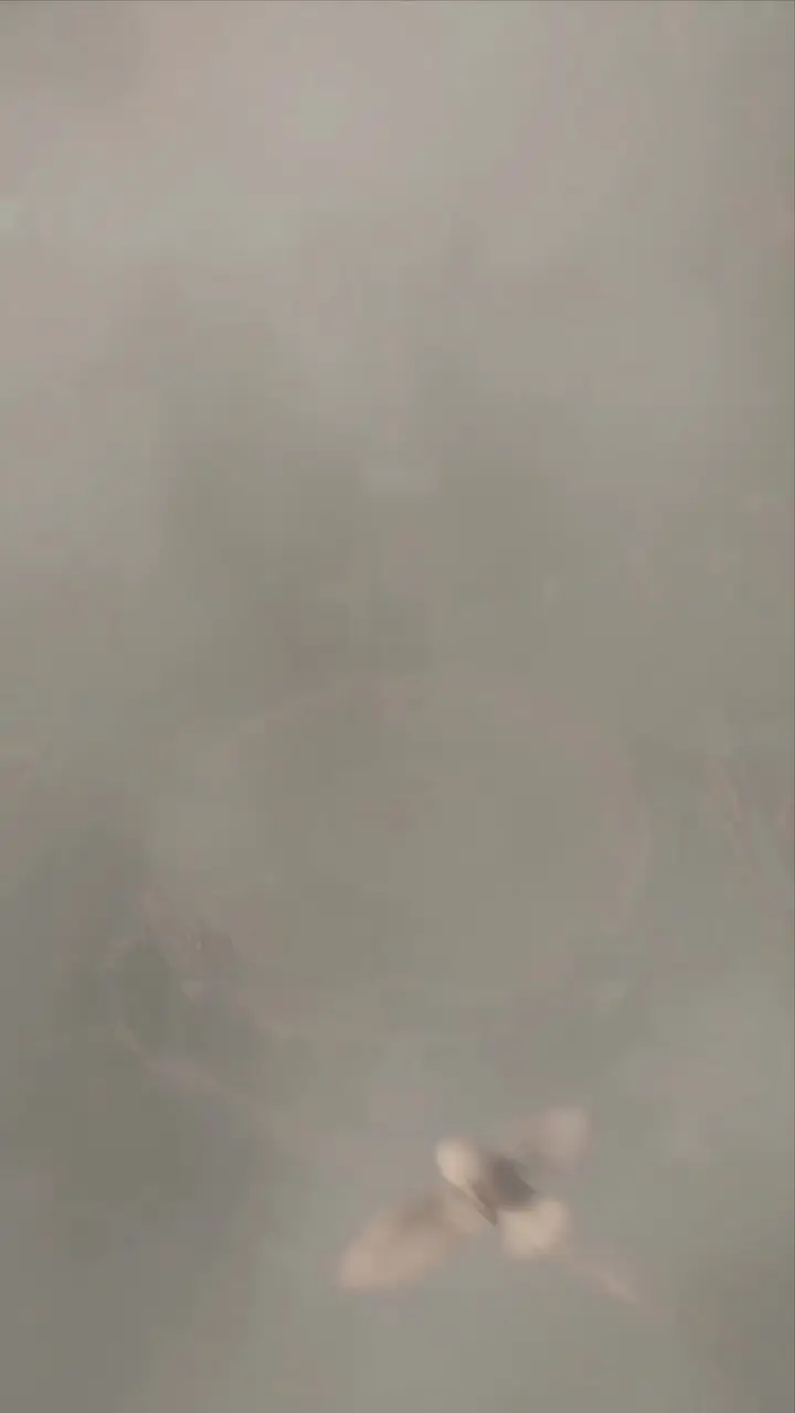 Episode 31