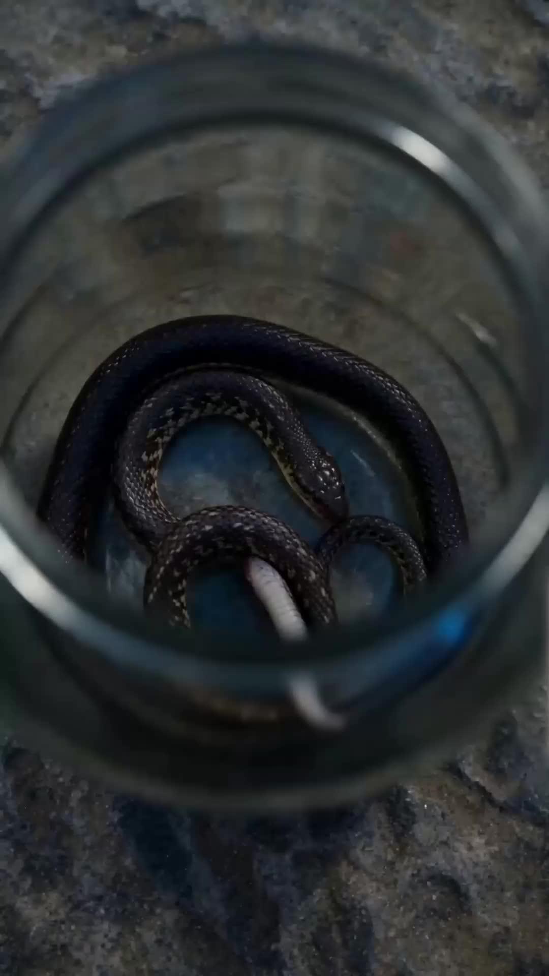 La venganza de la serpiente