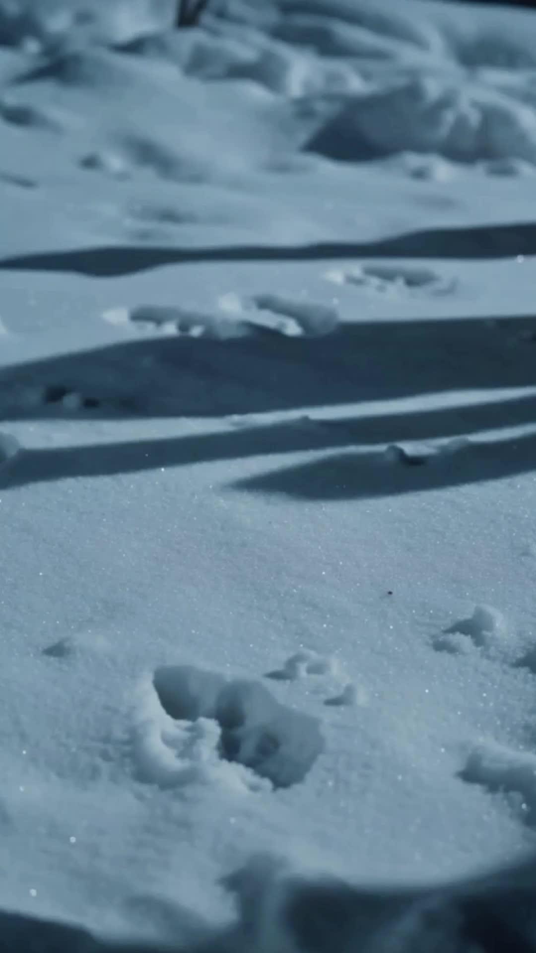 L'OMBRE DE LA FORÊT
