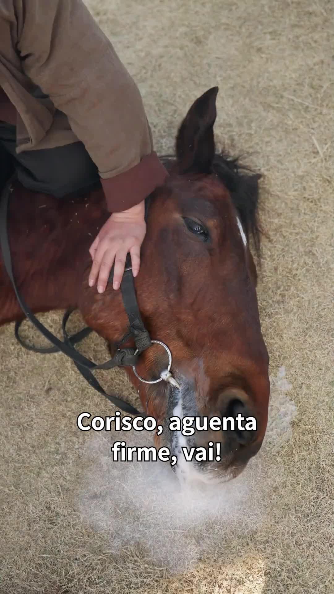 (Dublagem) Divórcio Relâmpago: O Exército e o Poder São Meus