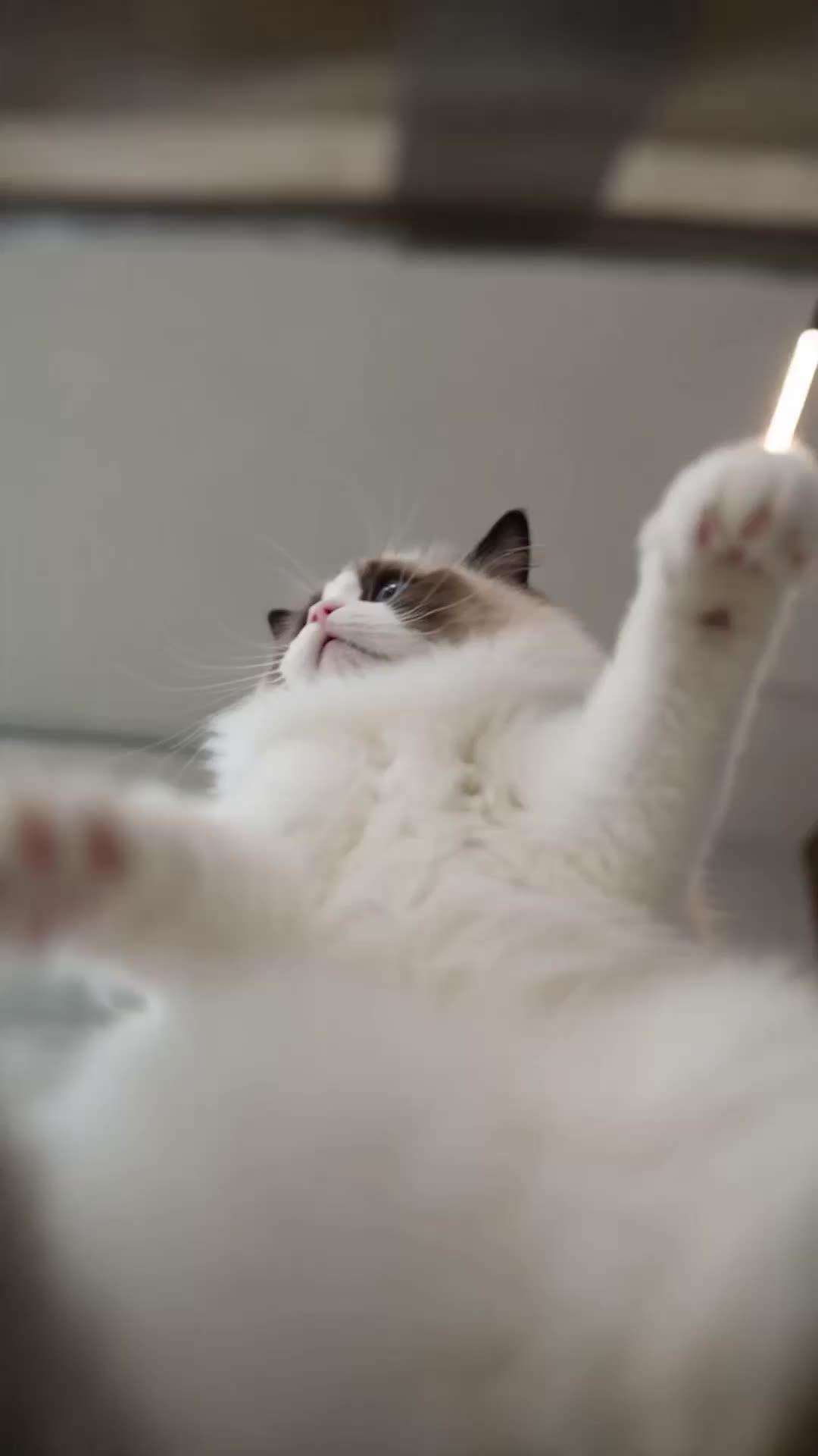Help! My Cat Is a CEO
