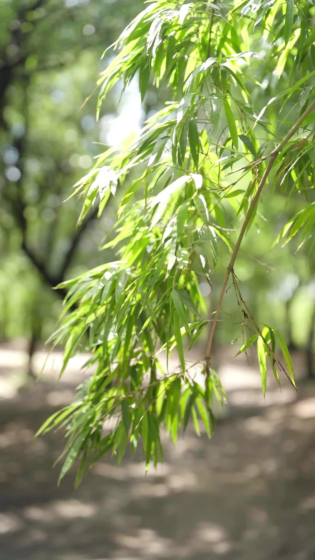 最弱養生功、実は最強仙法でした