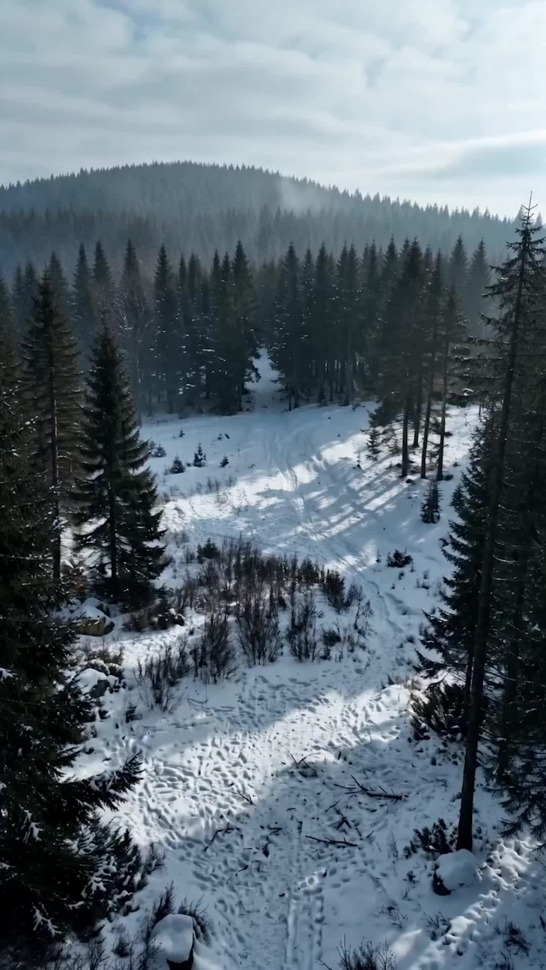 The Birch Bow Hunter