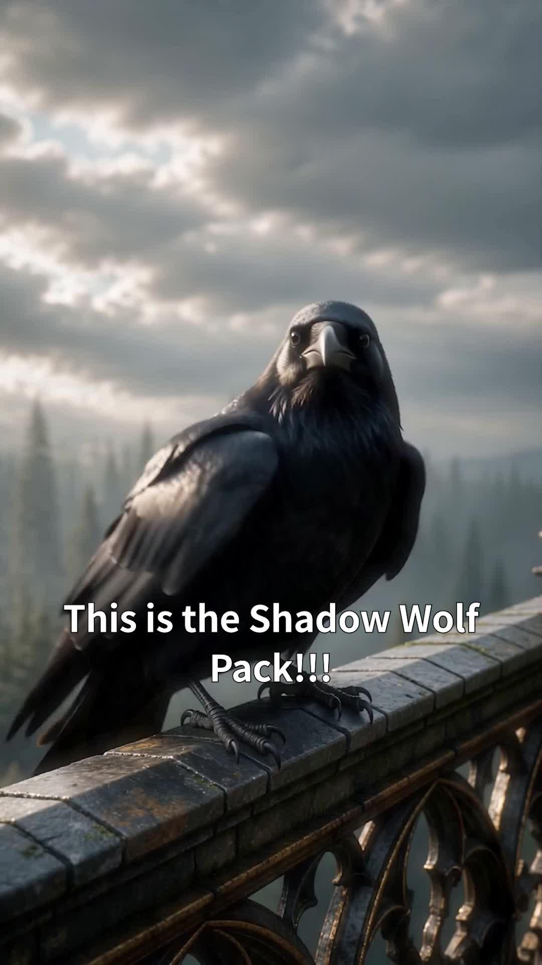 I Am the Prey of Three Alphas