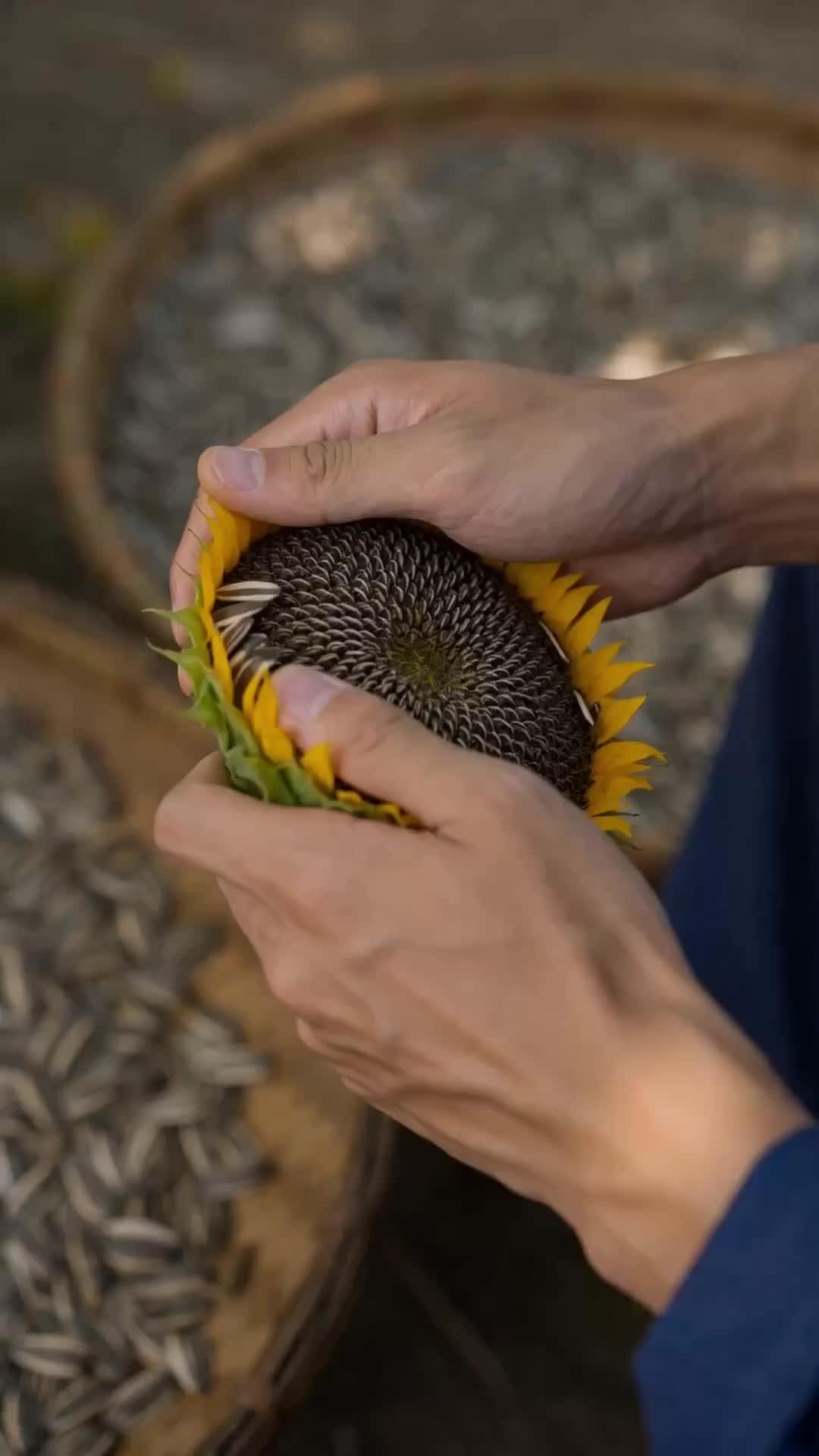 El rey de las semillas