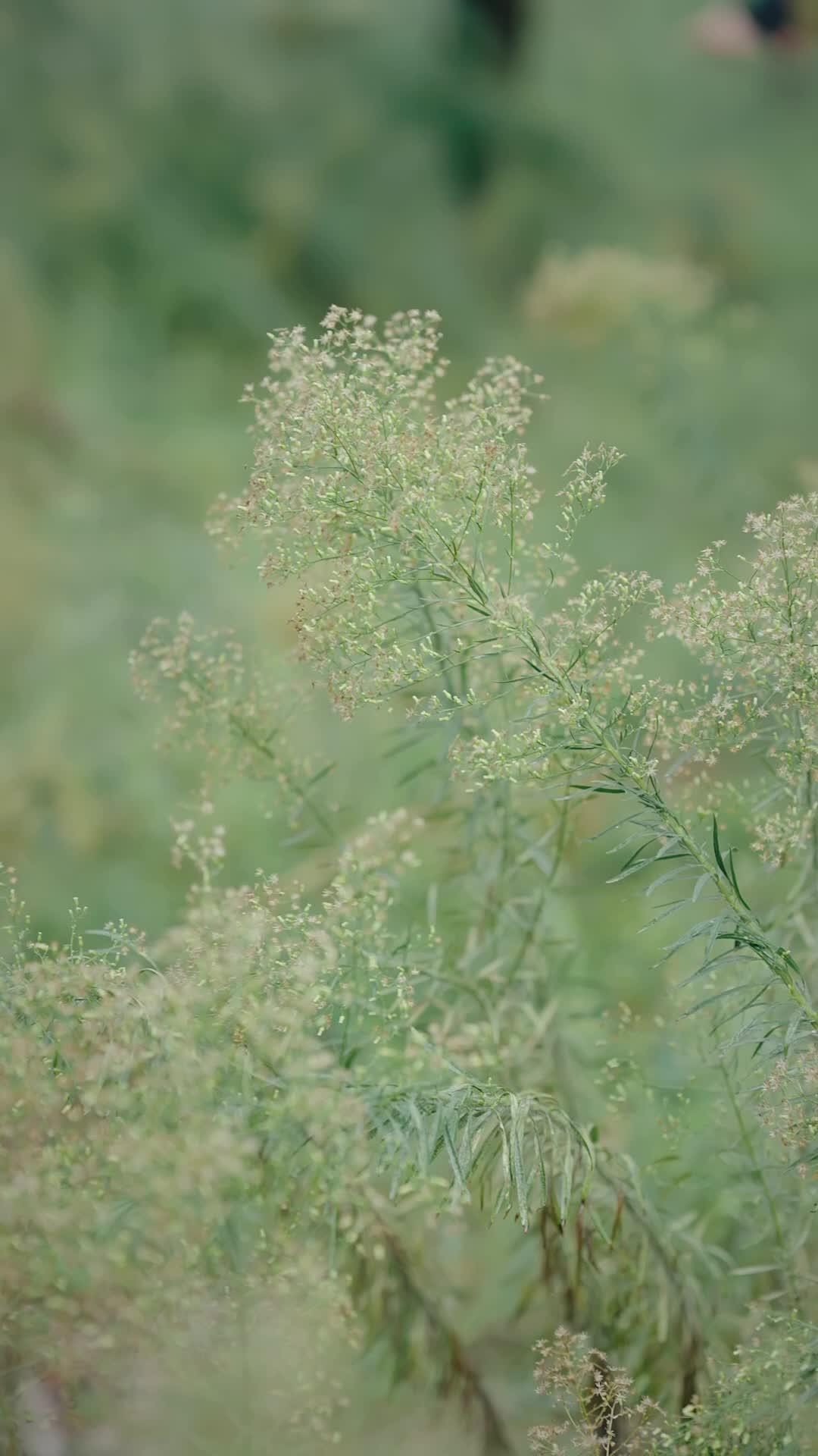 Wind, der Schwüre zerstreut