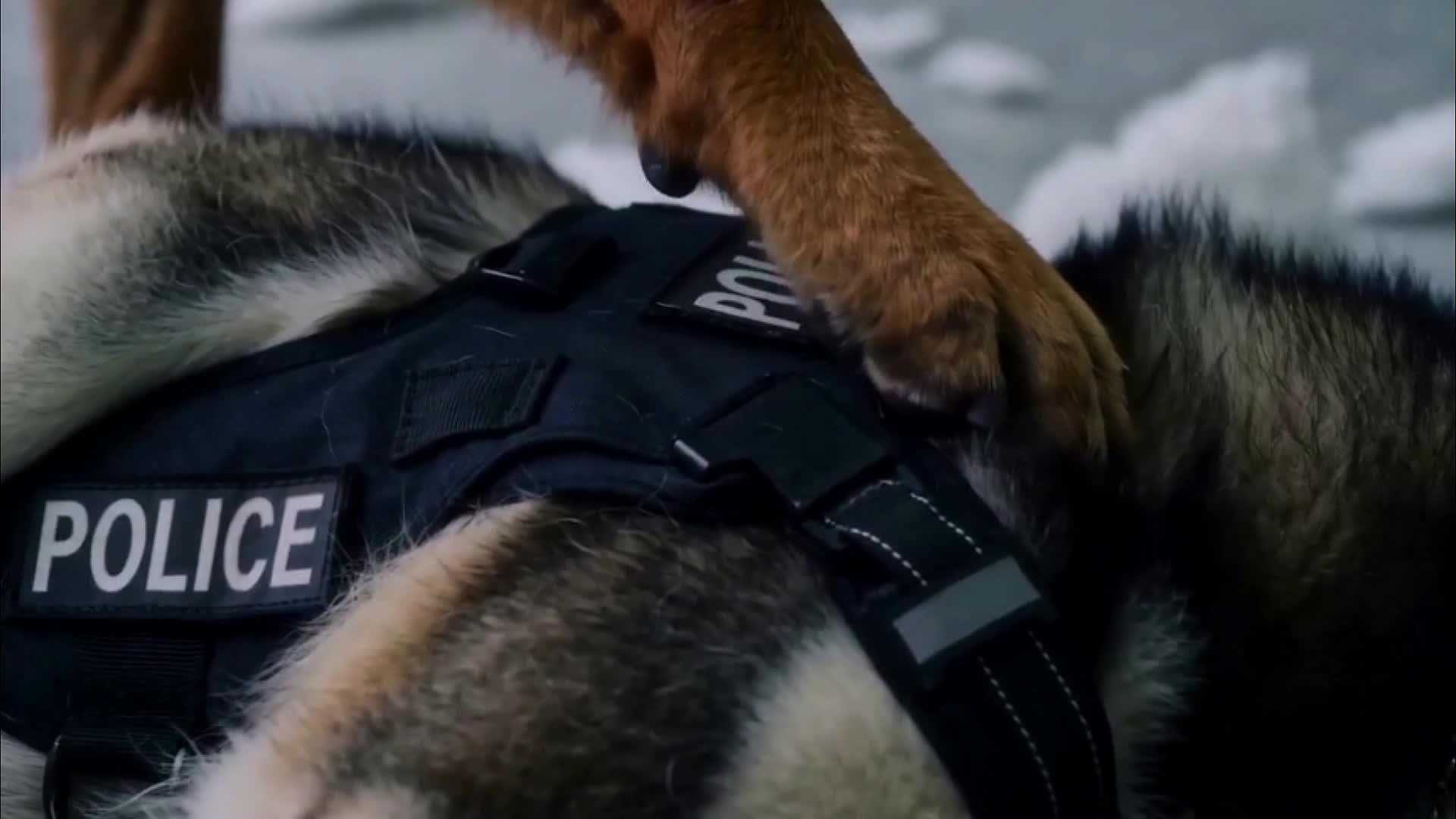 This Husky Is A Detective!