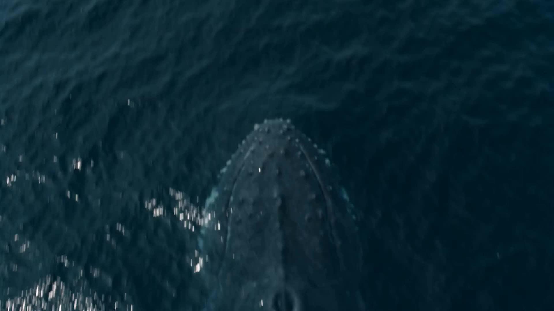 TITAN SHARK