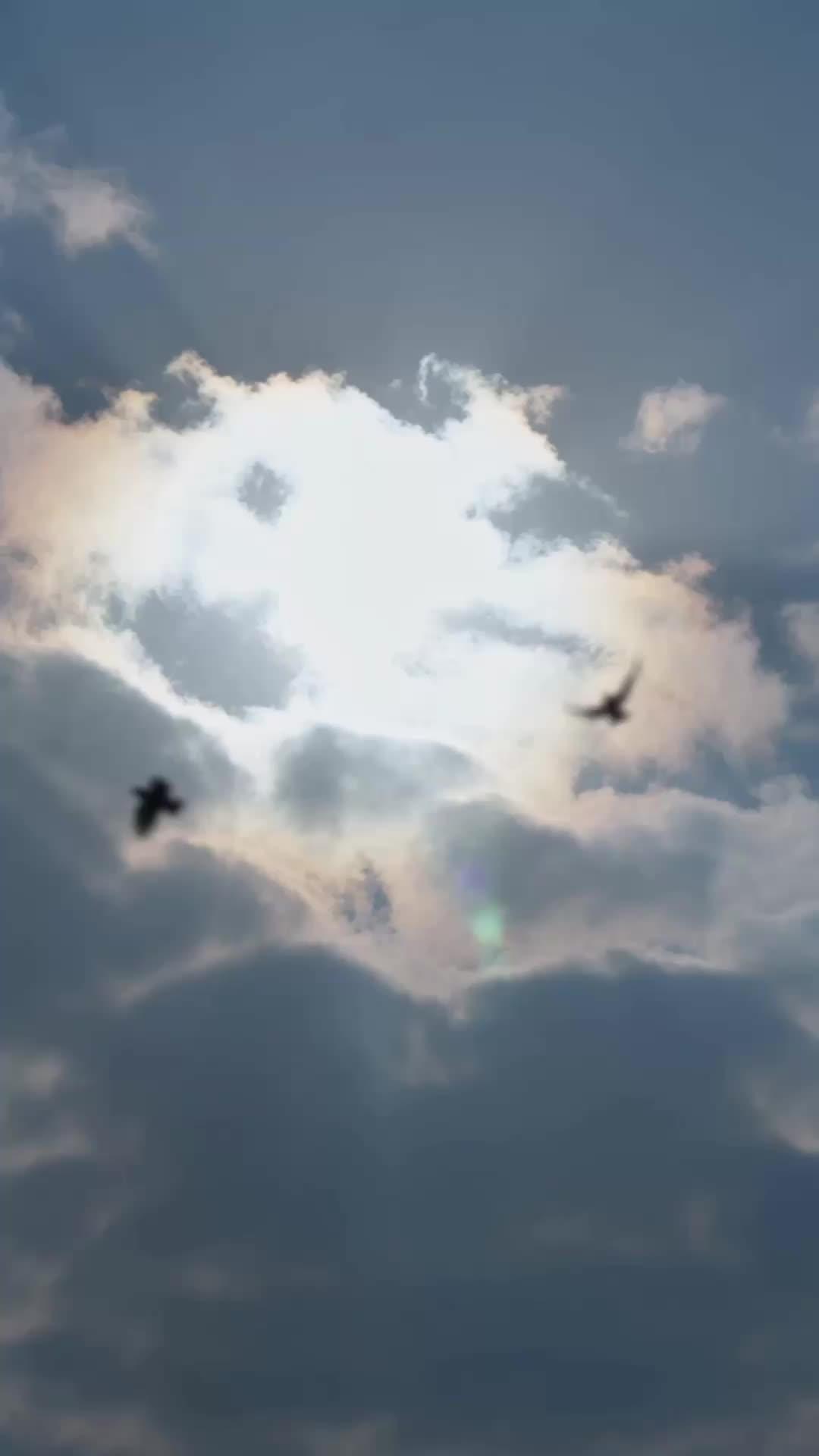晏驚鴻