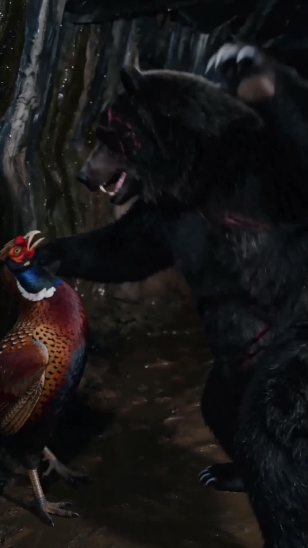 Amarah Si Induk Ayam