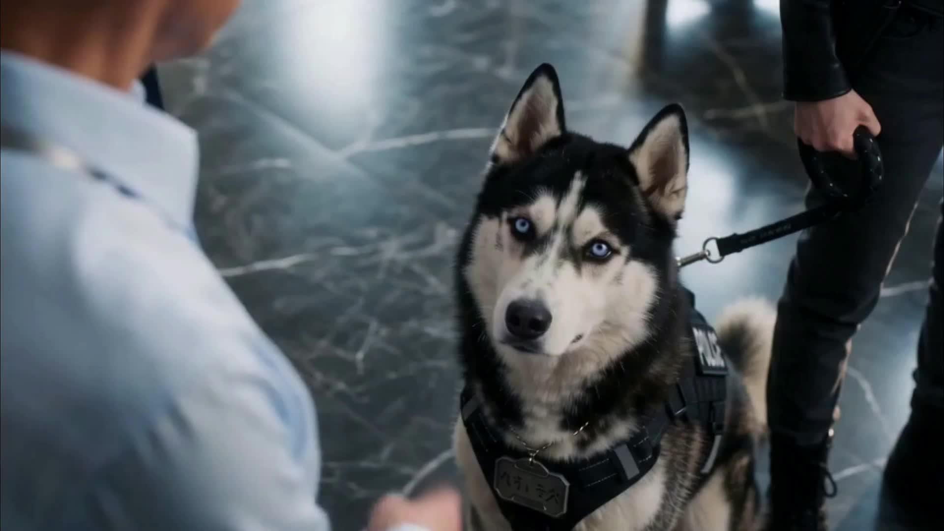 This Husky Is A Detective!