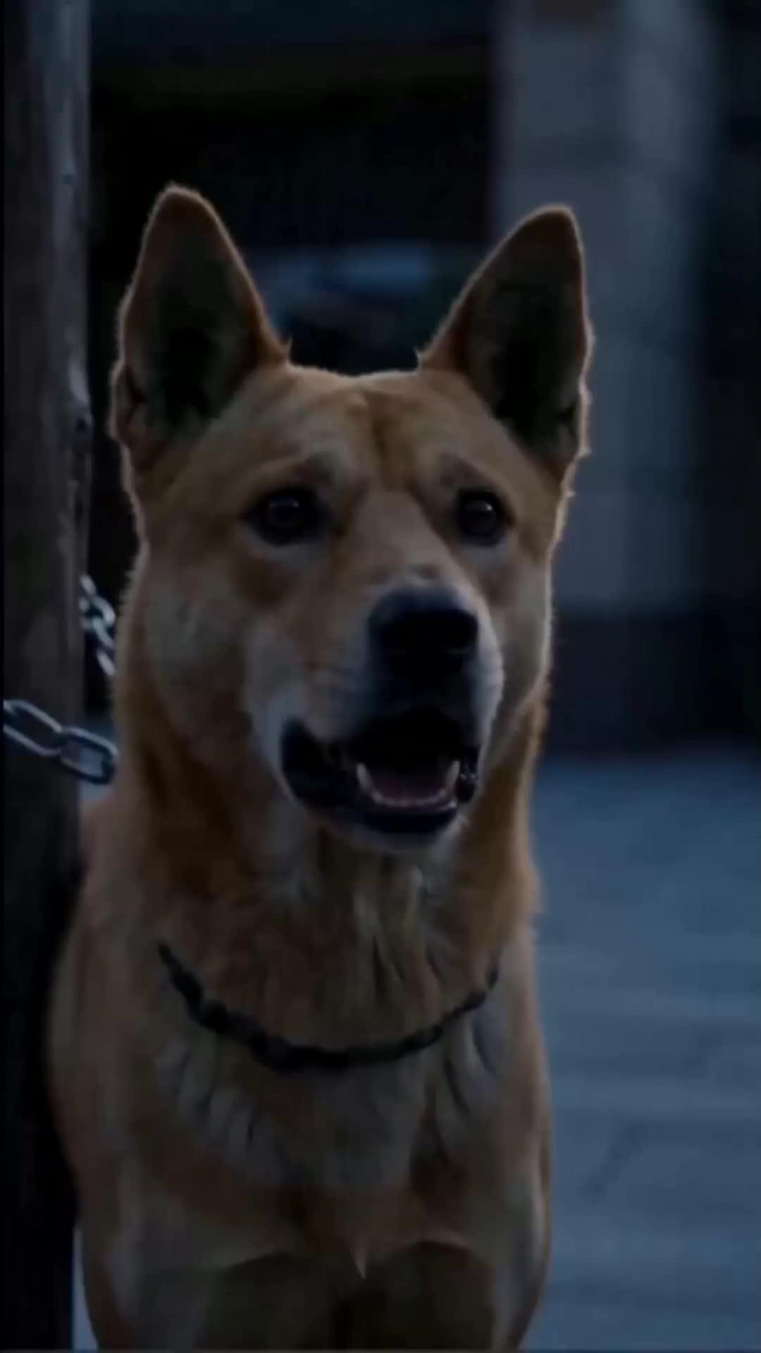 Killed Once, Back as a Dog