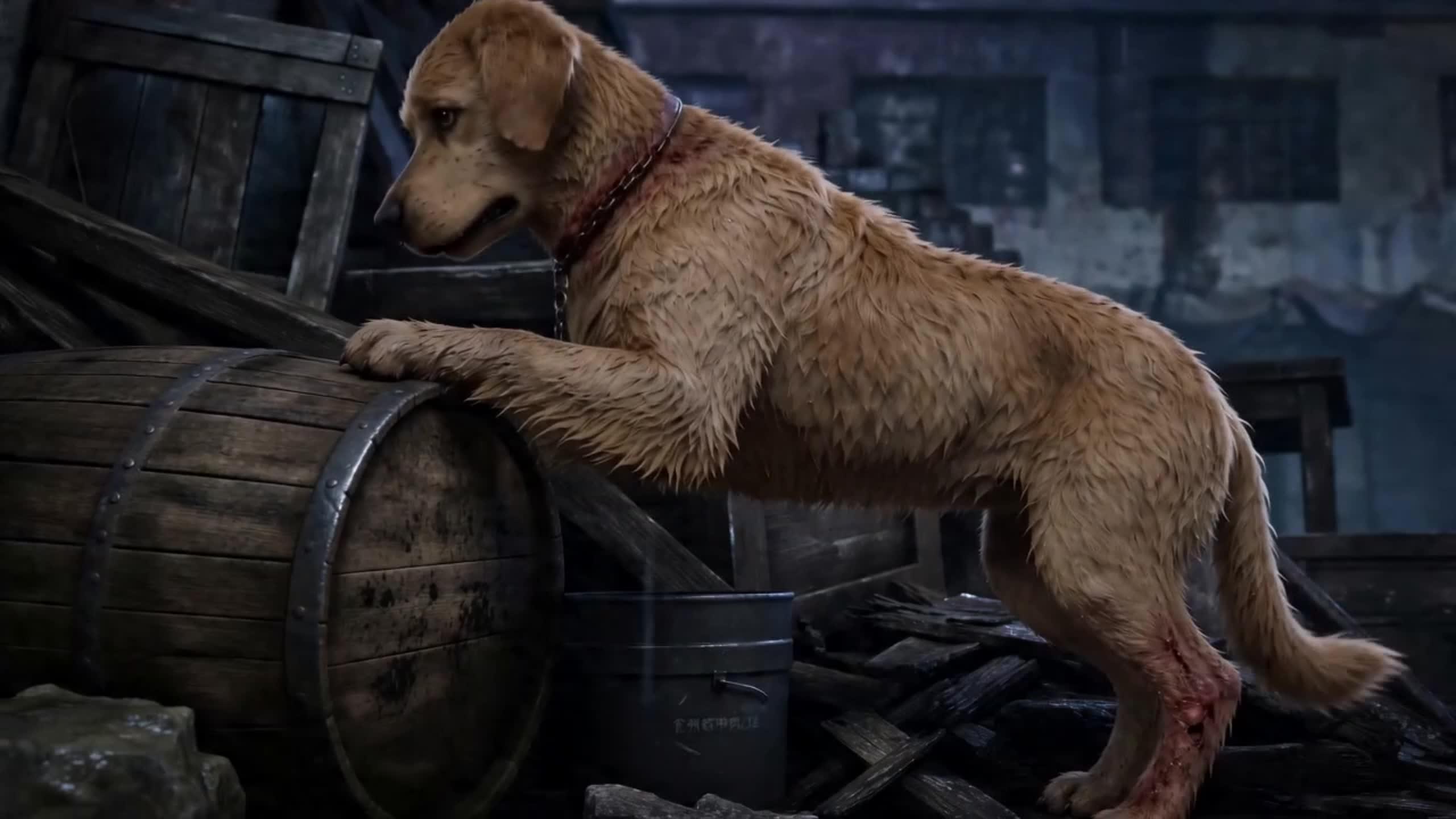My Dog Found the Stolen Wages!
