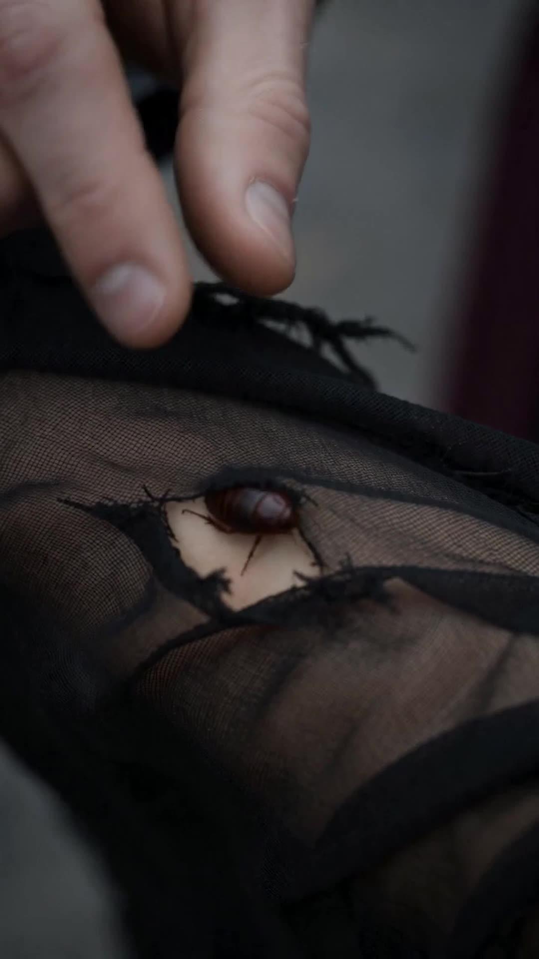 A Bedbug Devouring the Wizarding World