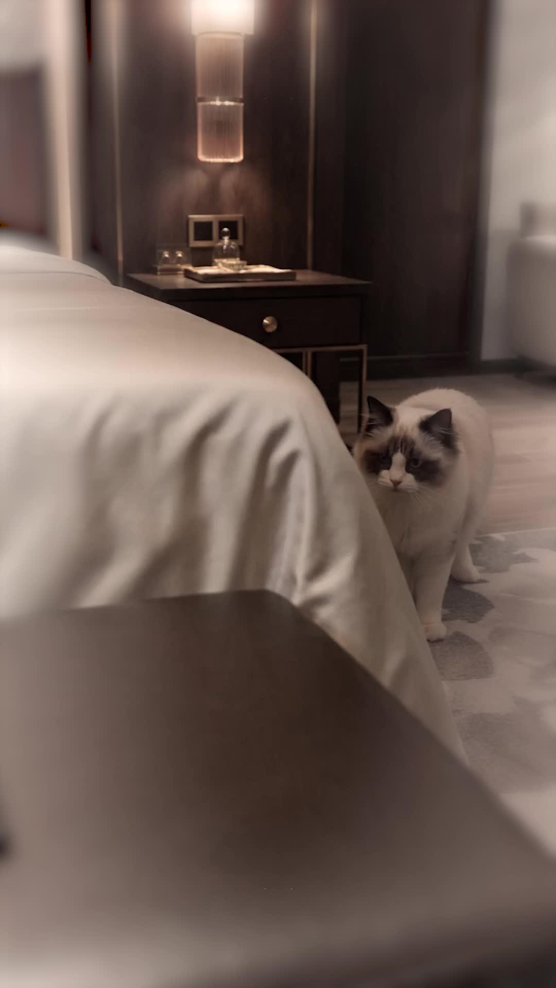 Help! My Cat Is a CEO