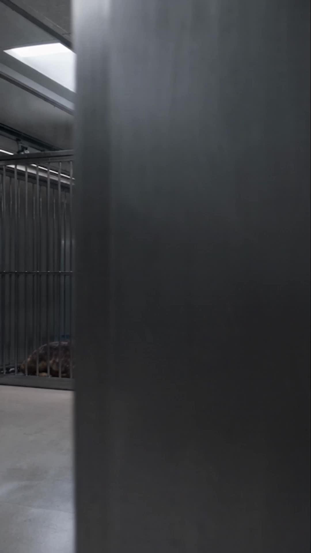 F-Rank Lizard:Apocalypse Overlord Full Movie - NetShort - page2