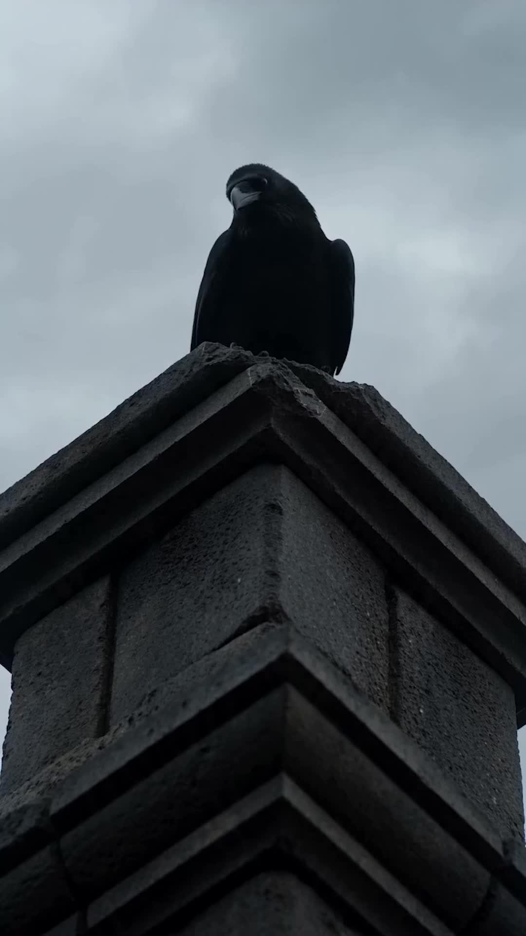 MON PALFRENIER EST LE ROI