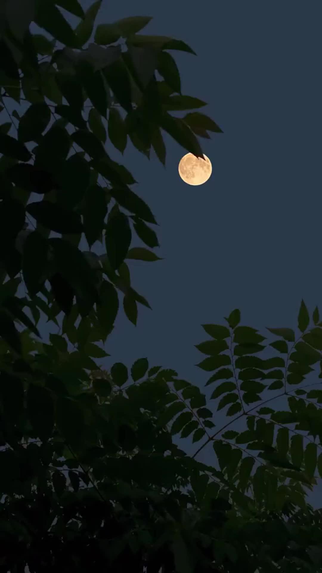 Il Destino Rubato