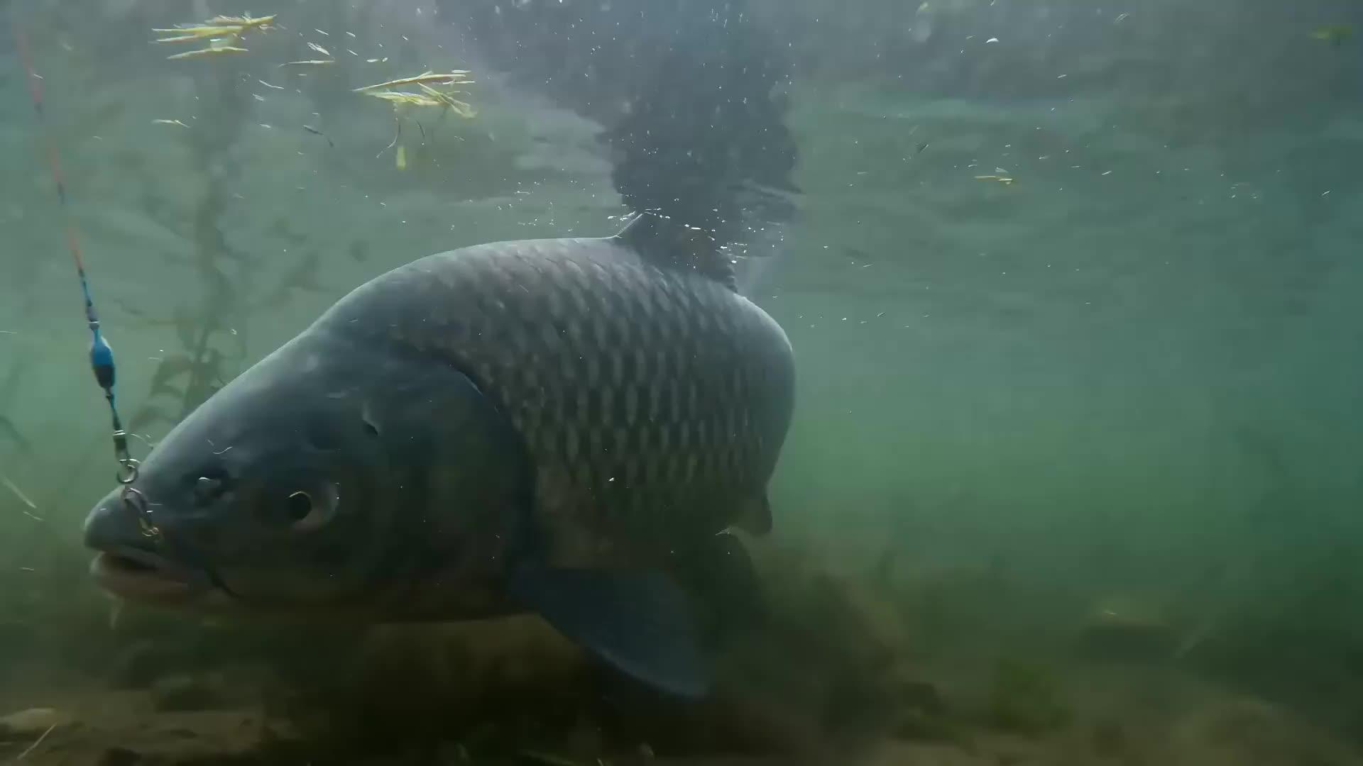 I’m a Perverted Fish Trolling All Anglers